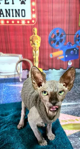 Sphynx machos lindíssimos 