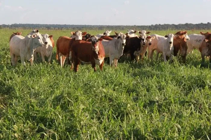Mato Grosso, 3.150 hectares ou 1.301 alqueires, Pra Plantio de PINUS, Dupla Aptidão, Poço 