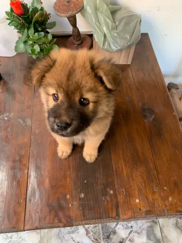 Filhote Chow-Chow Macho - Ursinho 