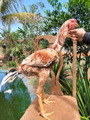 Frango índio gigante