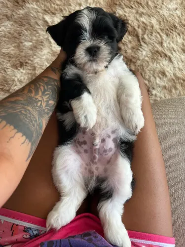 Filhotes de Shihtzu 