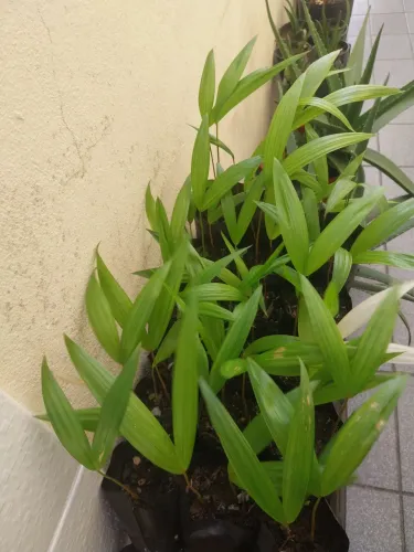 BRS AÇAÍ PAI D'EGUA/EMBRAPA