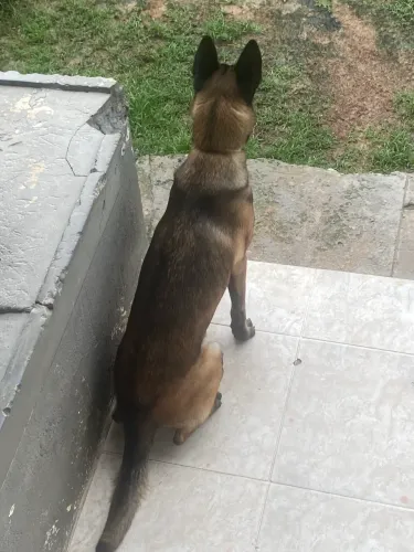 Pastor belga malinois