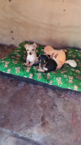 Vende se um casal de pincher