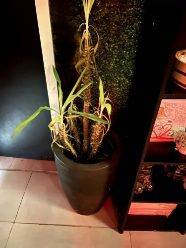 Jarro planta