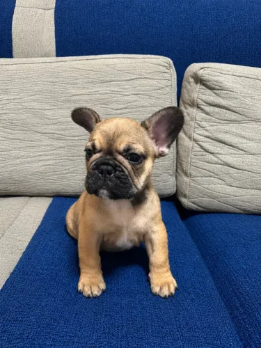 Buldogue Francês macho (exótico)
