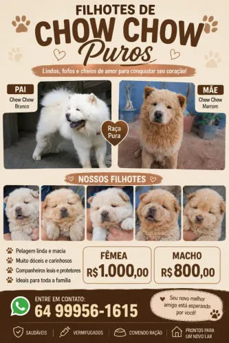 Chow chow