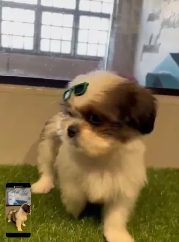 Shitzu macho lindo