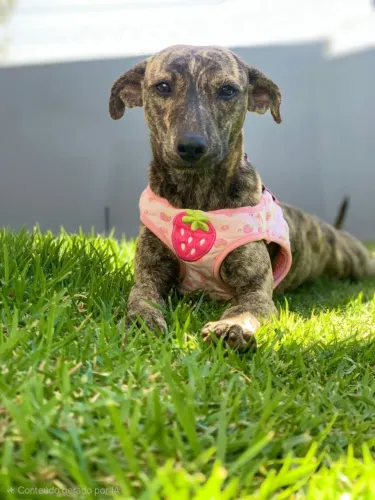 Cachorro doação/ Adoção Responsável