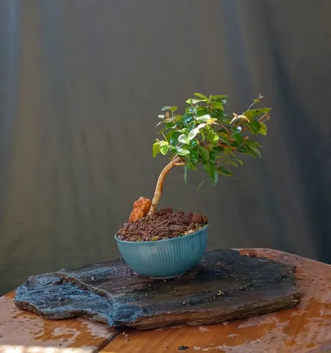 Bonsai pitanga