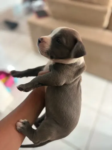 Filhote de Pitbull