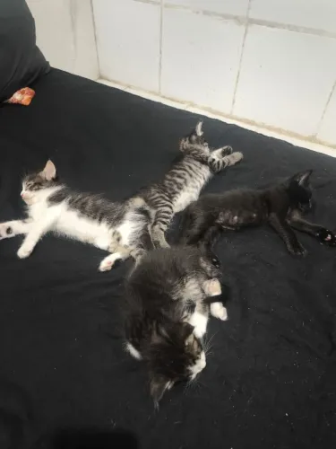 doação de gatos filhote