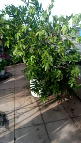 Muda de cabeludinha florindo