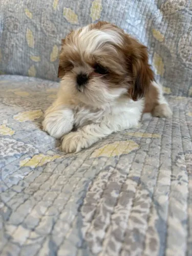 Filhotes de Shih Tzu | Olhinhos que observam tudo.