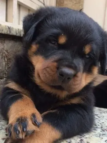 Rottweiler alemão Porte gigante