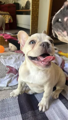 Buldogue francês fêmea 