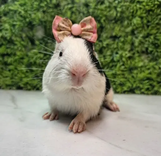 Porquinho da india