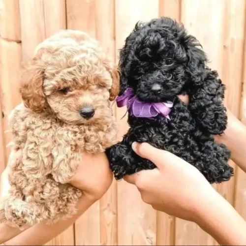 POODLE Um Poodle para alegrar seus dias.