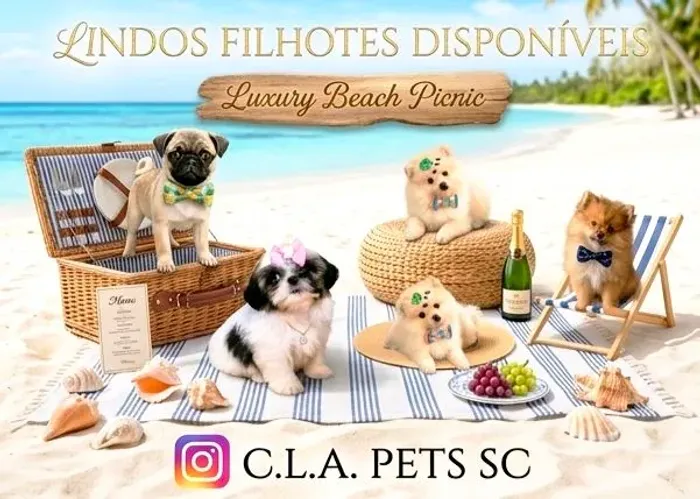 Pug, Spitz Alemão e Shih Tzu 