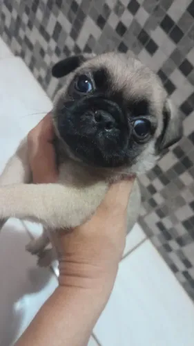 Cachorro pug fêmea