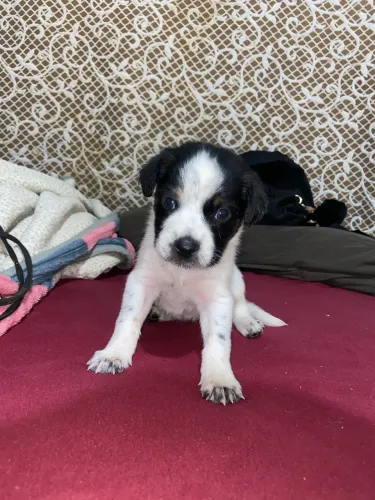 cachorro para doação