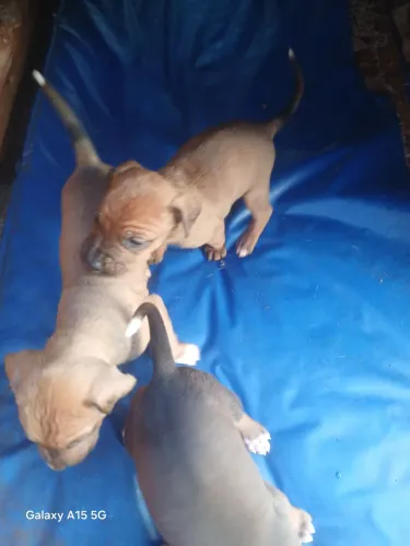 Cachorro filhote ja desmamado