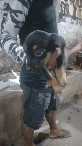 Doação de cachorro salcichinha fêmea