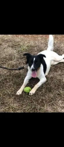 Doação cachorro motivo mudamos pra apartamento 