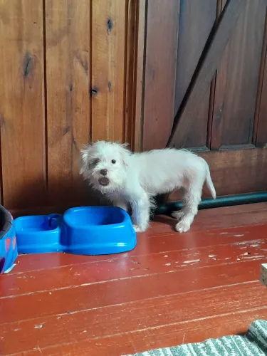 Filhote cãozinho