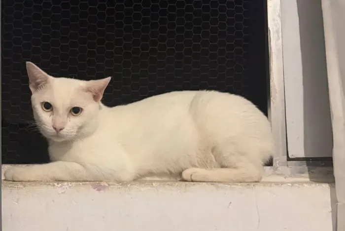 Gato macho para adoção