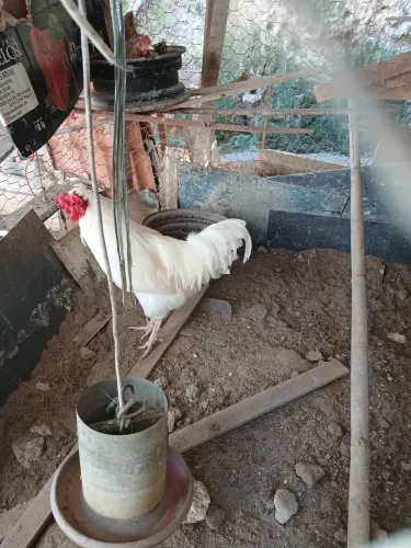 Raça boa bem cuidado