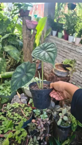 Plantas 