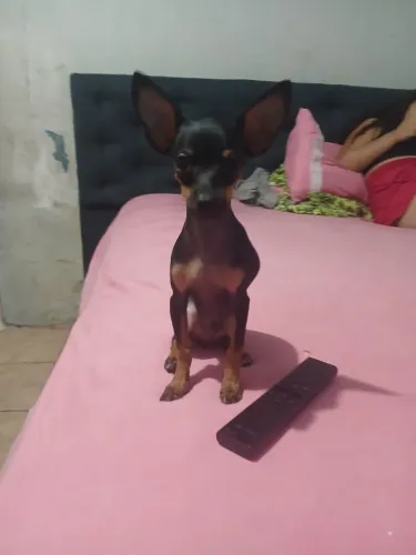 Cachorro