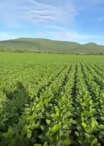 Fazenda terra de cultura, dupla aptidão