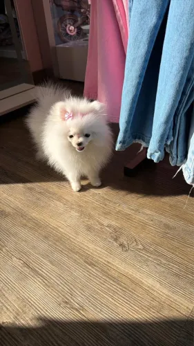 Lulu-da-pomerânia mini