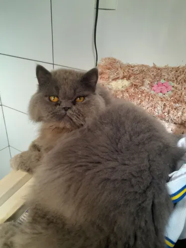 GATO PERSA MACHO DE 1 ANO