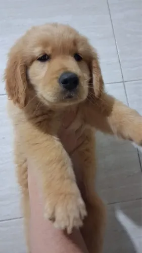 Golden Retriever Filhote Excelente Companhia