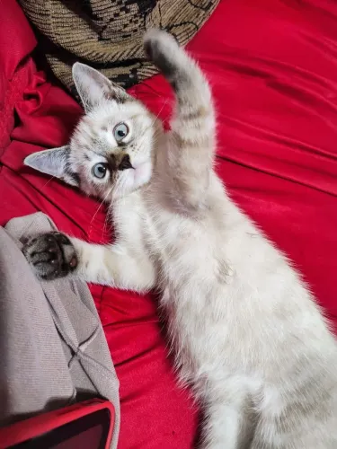 Doa se gatinho