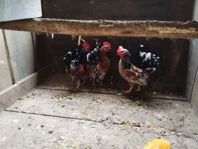 Galinhas pequenas