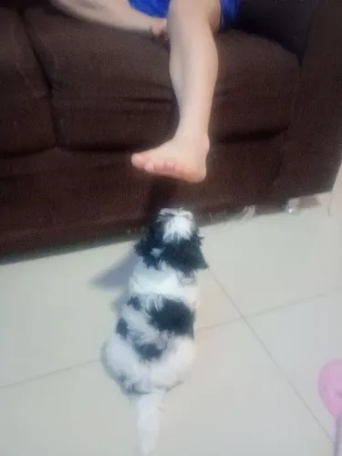 Shitzu fêmea