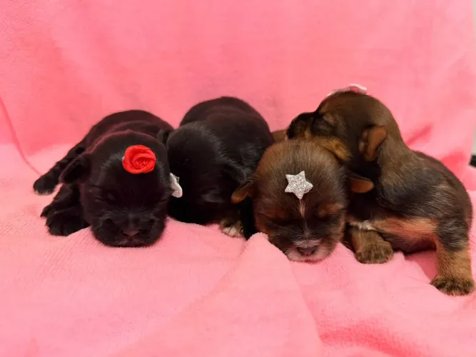 SHORKIE Yorkshire X Shitzu