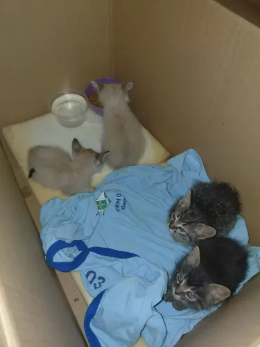 Doação de gatos filhotes