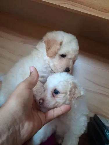 Vendo Poodle