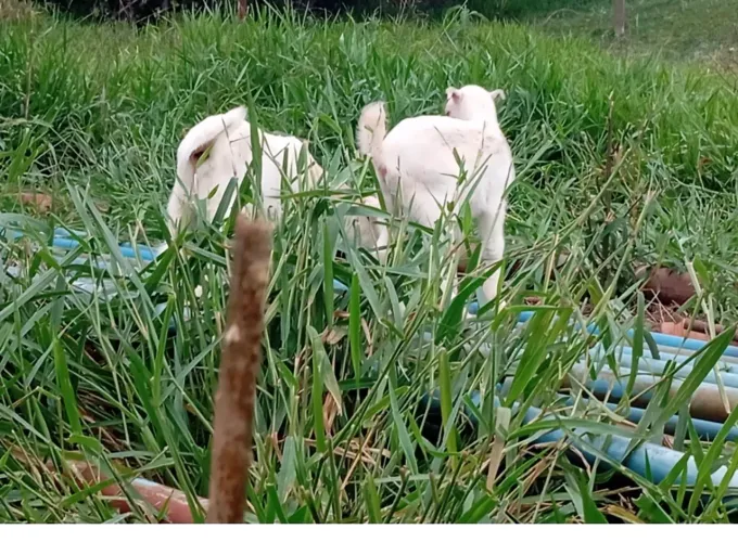 Vendo cabra