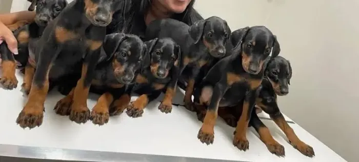 Doberman 50 Dias