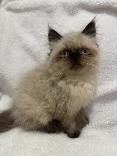 Gato Persa