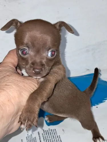 Pinscher fêmea chocolate