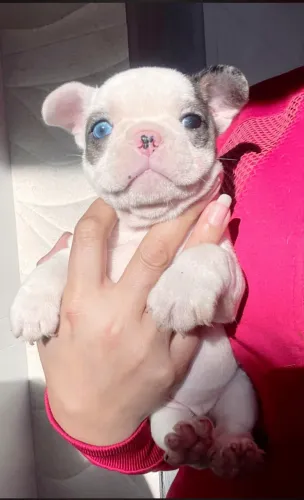 BAIXEI PRA VENDER, ÚLTIMA FÊMEA DE BULLDOG FRANCÊS EXÓTICA