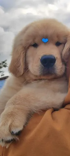 Fêmea de Golden Retriever disponível com pedigree em mãos