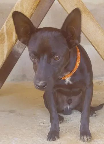 Doação pinscher n° 3